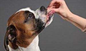 Food In Dog Training