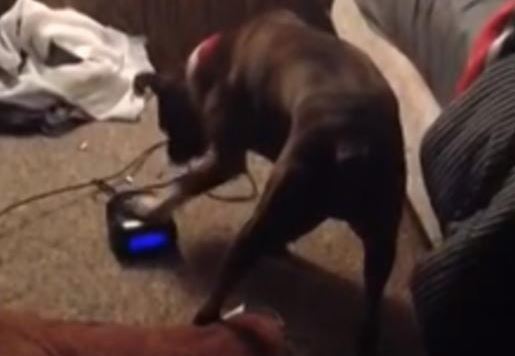 WATCH: Dogs Opening Their Christmas Presents - The Dogington Post