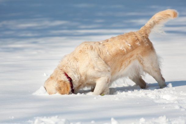 INFOGRAPHIC: 6 Ways To Keep Your Dog Safe This Winter - The Dogington Post