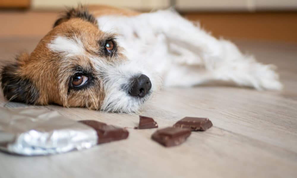 how to make natural dog treats