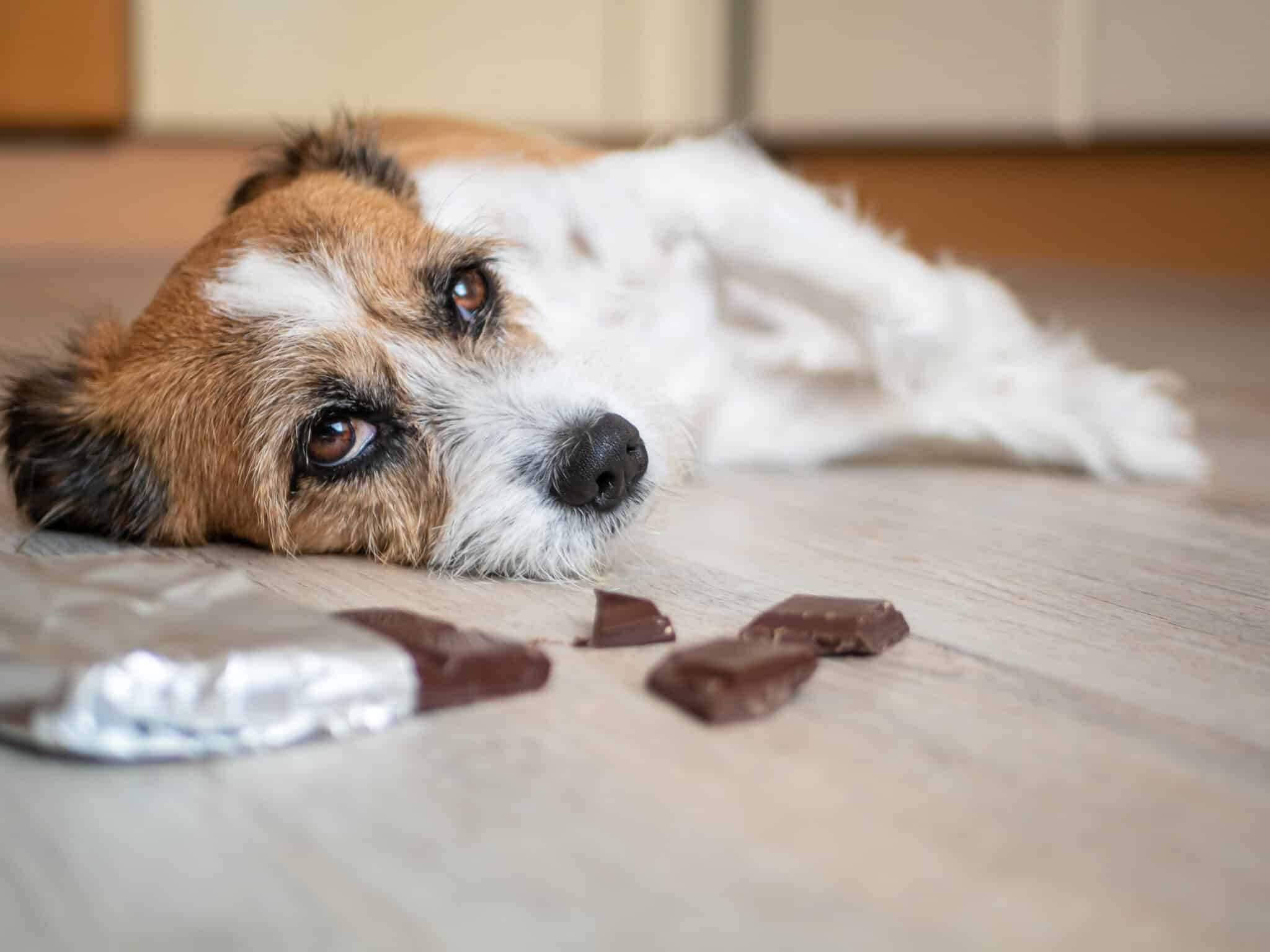 https://www.dogingtonpost.com/wp-content/uploads/2014/04/Little-terrier-dog-with-chocolate-lying-on-the-floor-scaled.jpg