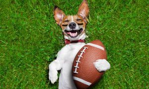 Footballdog2