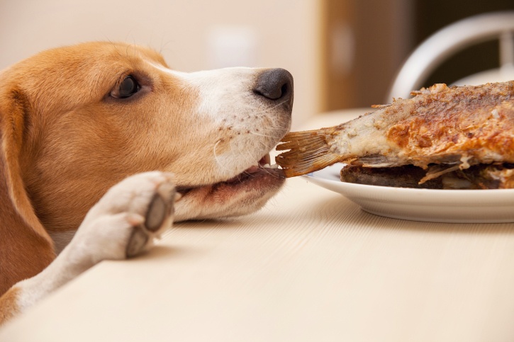 Why Table Scraps are Bad for Dogs - The 