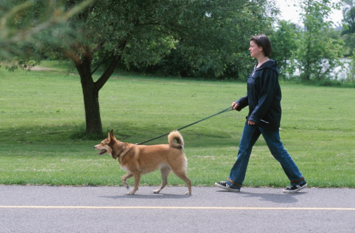 The Benefits of Walking Your Dog - The 