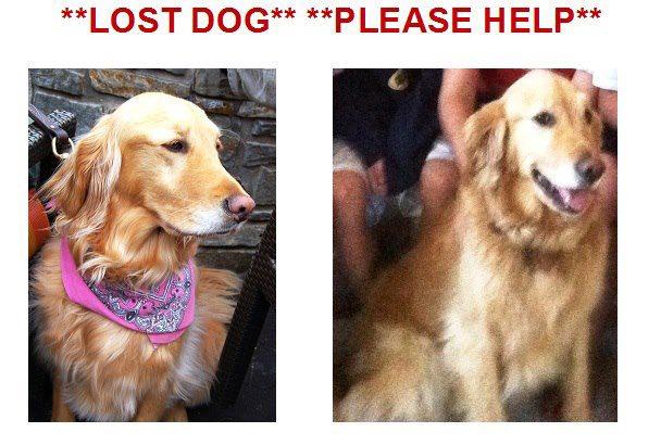 This 'Lost Dog' Poster Was Instrumental In Murphy'S Return Nearly Two Years After She Disappeared. Via Facebook.