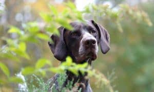 The Sago Palm: Beautiful and Deadly to Your Dog - The Dogington Post