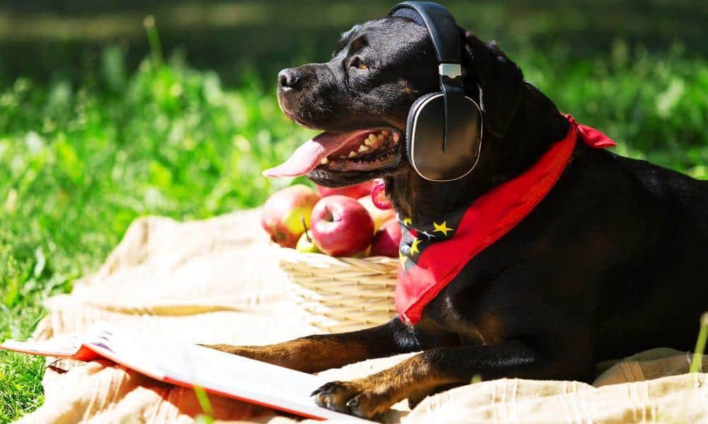 relaxing songs for dogs