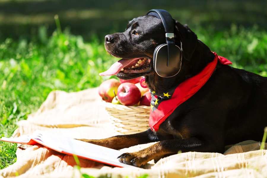 songs to calm dogs