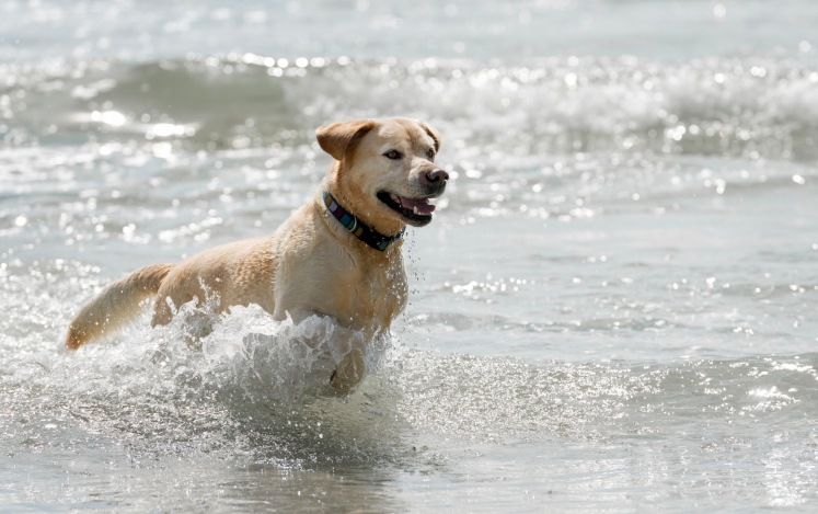 Swim Safety: Is Ocean Saltwater Safe For Dogs? - The Dogington Post