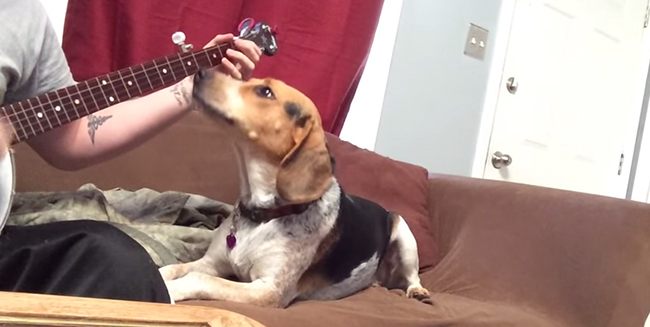 ty banjo beagle