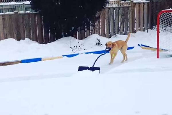 https://www.dogingtonpost.com/wp-content/uploads/2015/02/Elsa_shoveling.jpg