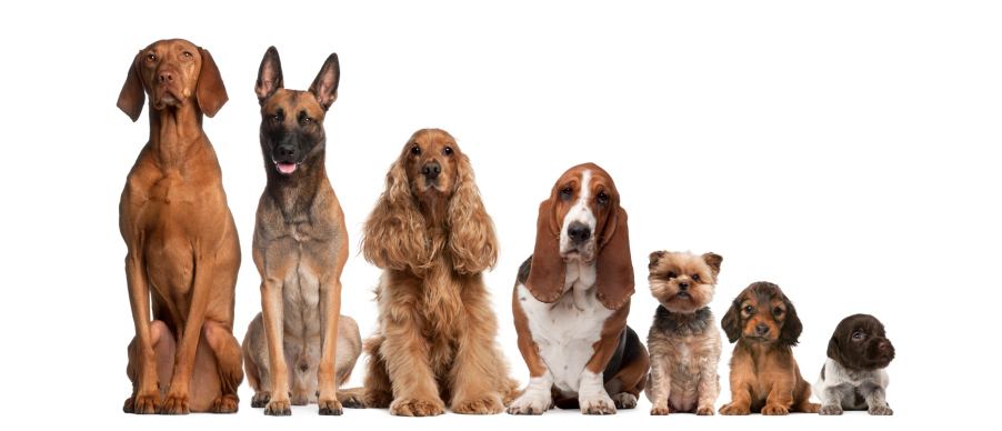 the most popular dog breed