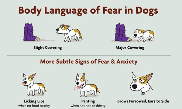 scared dog body language