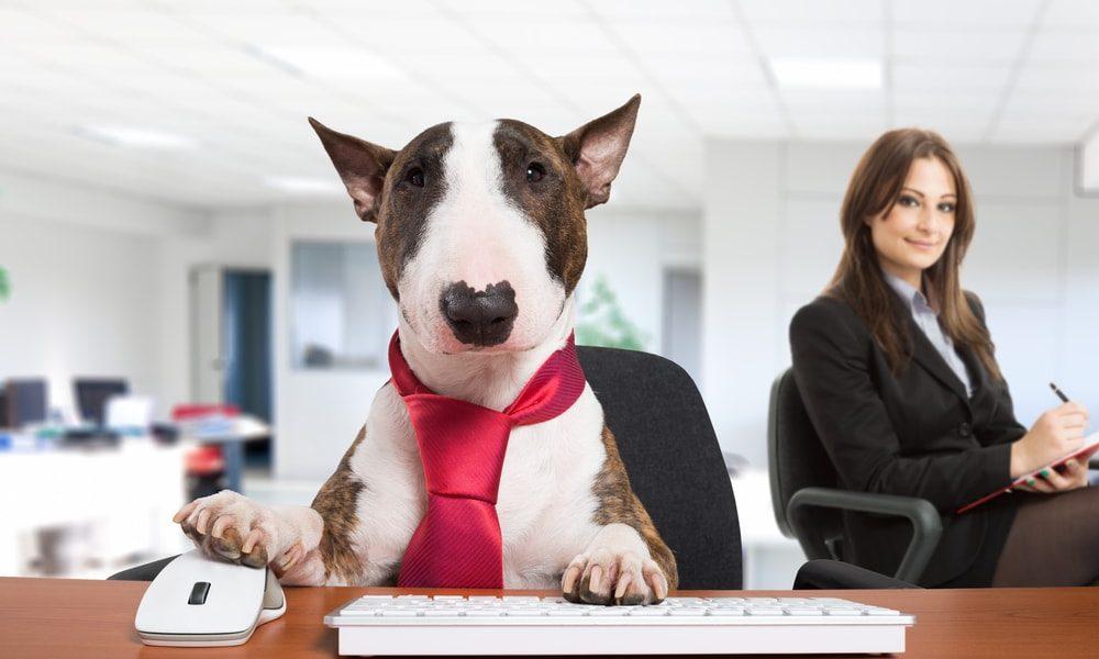 is today take your dog to work day