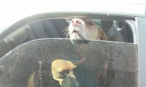 Dogsincar