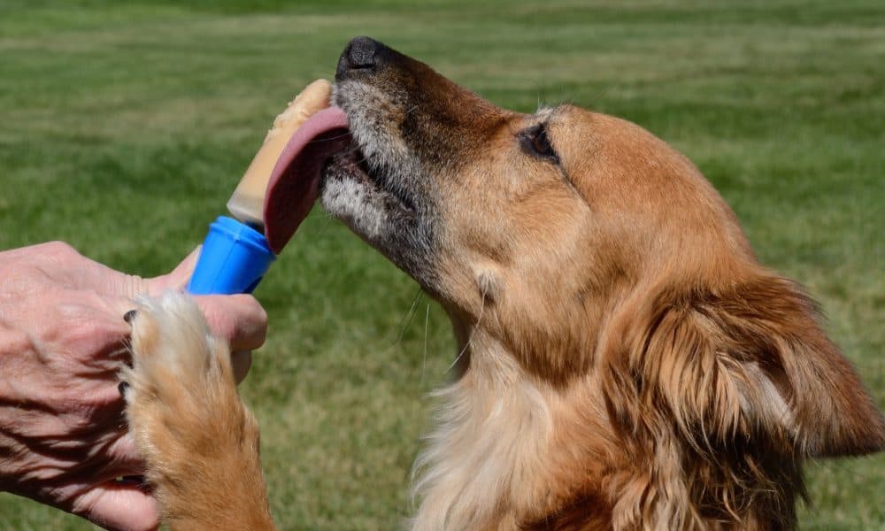 5 Best Dog Popsicles: Our Favorite Dog-Safe Recipes