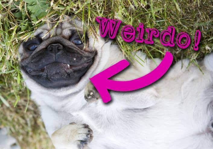 Is the last pug gif too weird? — WEIRD WORLD