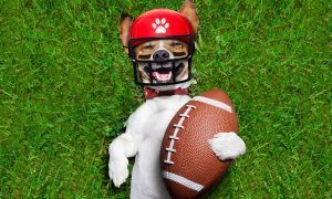 Footballdog Min