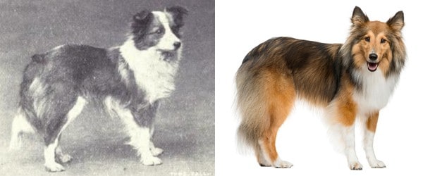 dog breeds 100 years ago