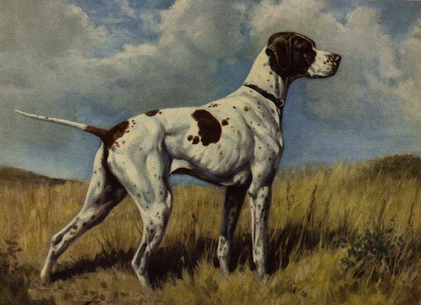 extinct dog breeds