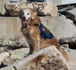 Remembering the Hero Dogs of 9/11 - The 