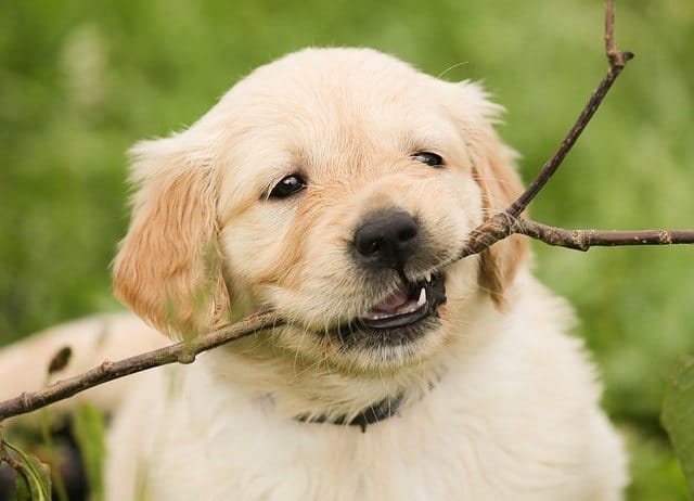 puppy chew