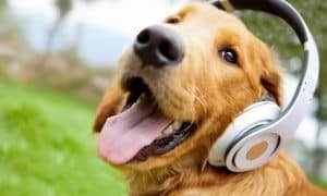 Musicfordogs