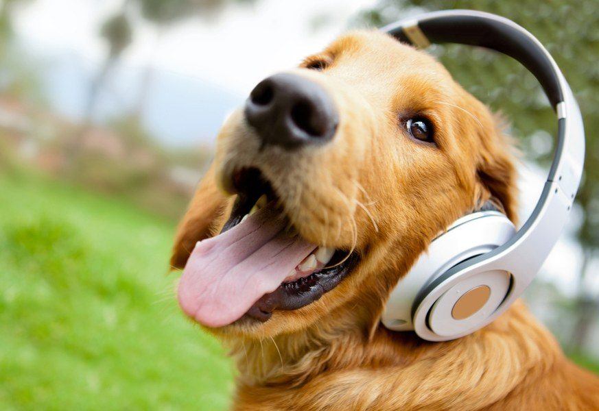 music that makes dogs happy