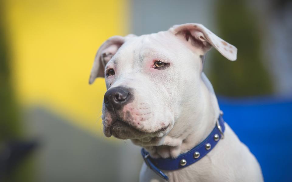 Montreal Passes Pit Bull Ban Thousands Of Shelter Dogs Facing   Pitbullban 