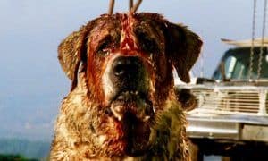 Cujo