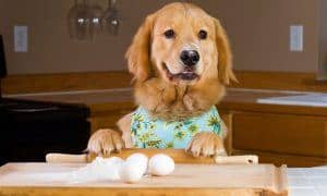 Cookingwithdog