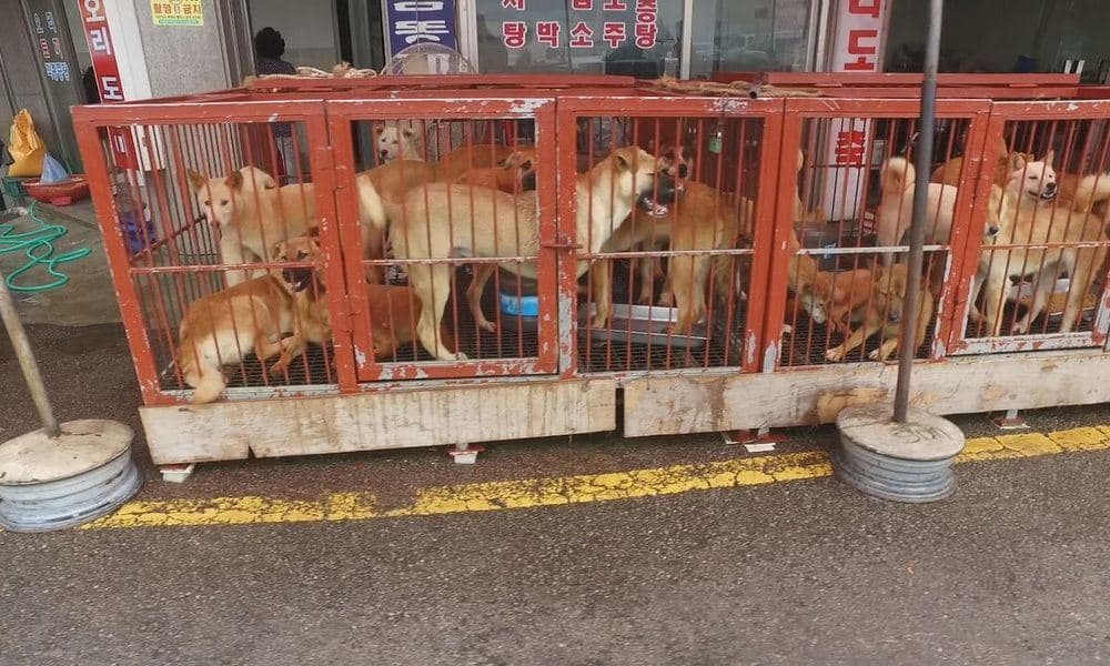 VICTORY! South Korea's Most Infamous Dog Meat Market Shuts Down The