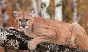 Cougar