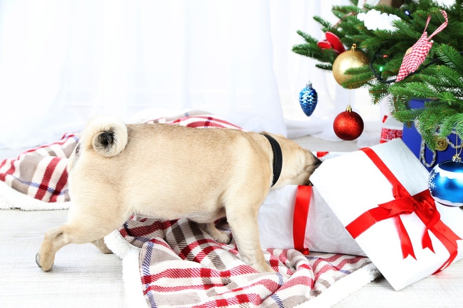 WATCH: Dogs Opening Their Christmas Presents - The Dogington Post