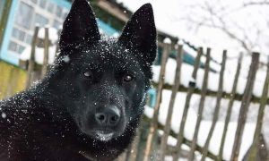 Dogsnow Min