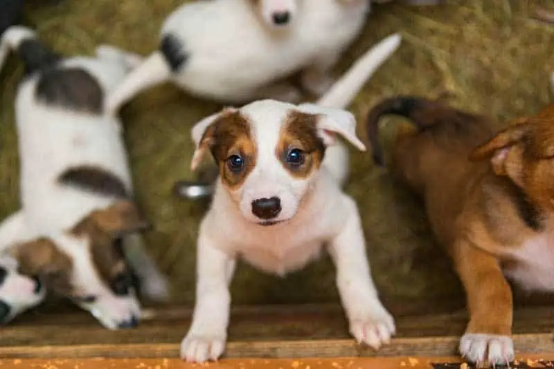 why do dogs cry while pooping