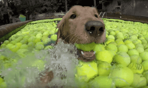 Tennisballpool