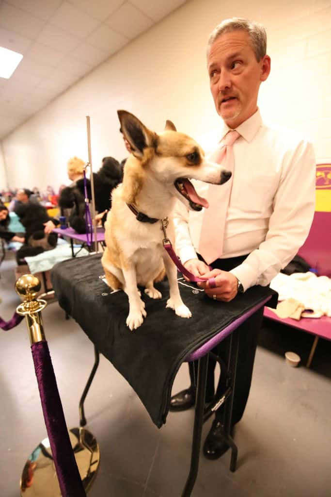 Behind the Scenes at Westminster: Dog Show Curiosities, Secrets, and ...