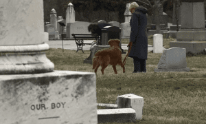 Cemeterydogpark