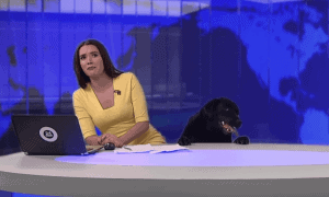 Dog Crashed Live News Broadcast