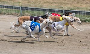 Greyhounds Tested Positive For Cocaine