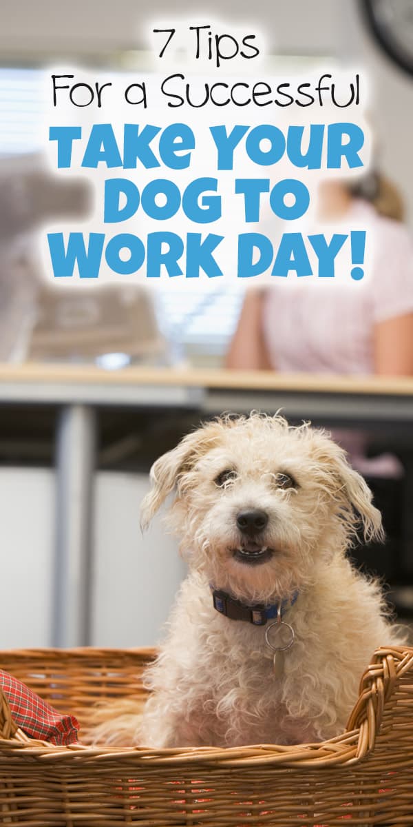 7 Tips For a Successful Take Your Dog to Work Day The Dogington Post