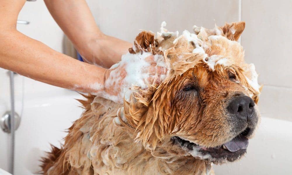 can I use baby shampoo on my poodle? 2
