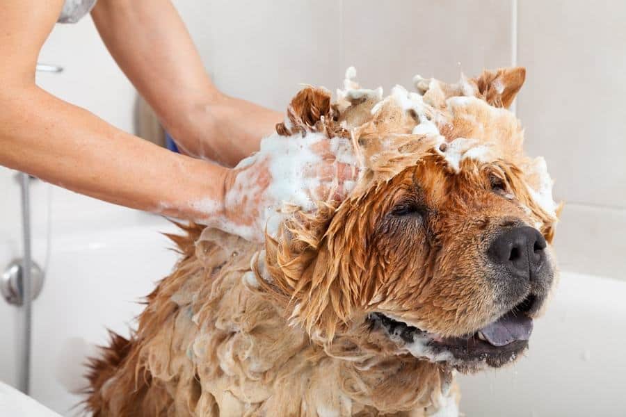 aveeno bath for dogs