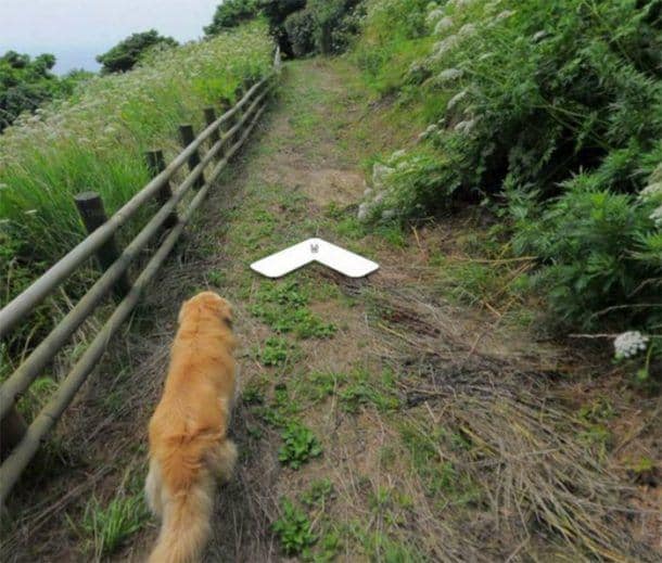 Hilarious Dog Follows Google Street View Photographer, Photobombing ...