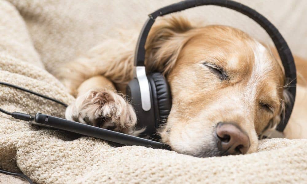 calming dog songs