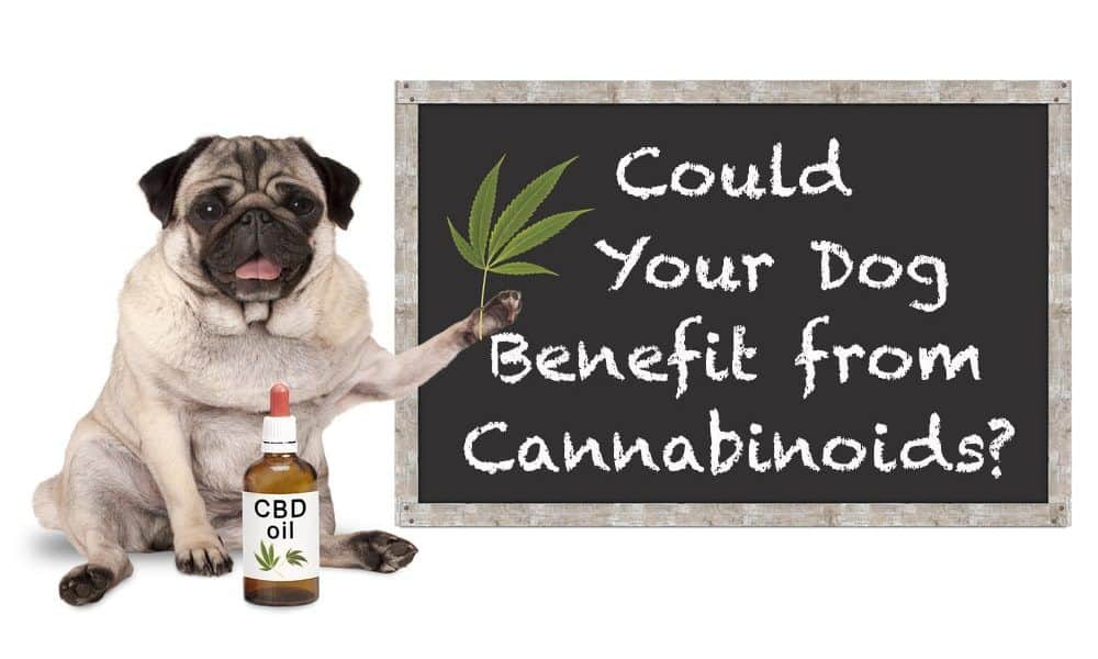 can you give your dog hemp oil