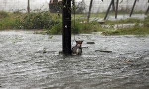 Hurricane Harvey