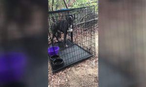 Dog Found Caged