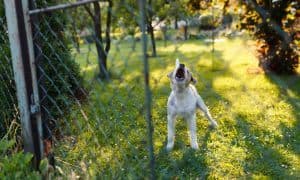 Neighbors Dog